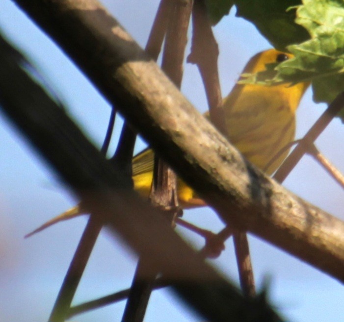 Yellow Warbler (Northern) - ML619467814