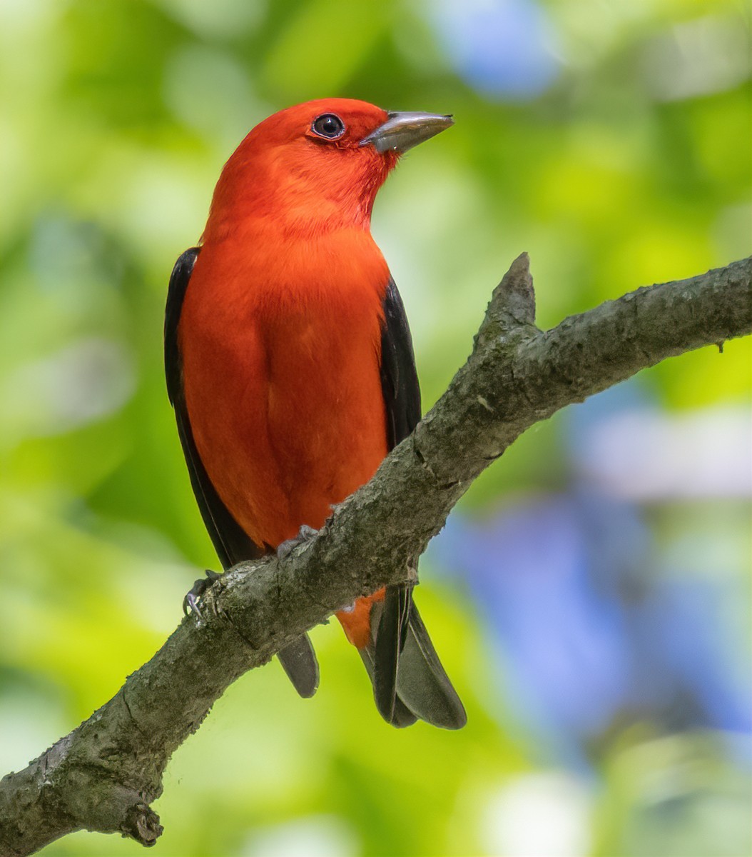 Scarlet Tanager - ML619467842