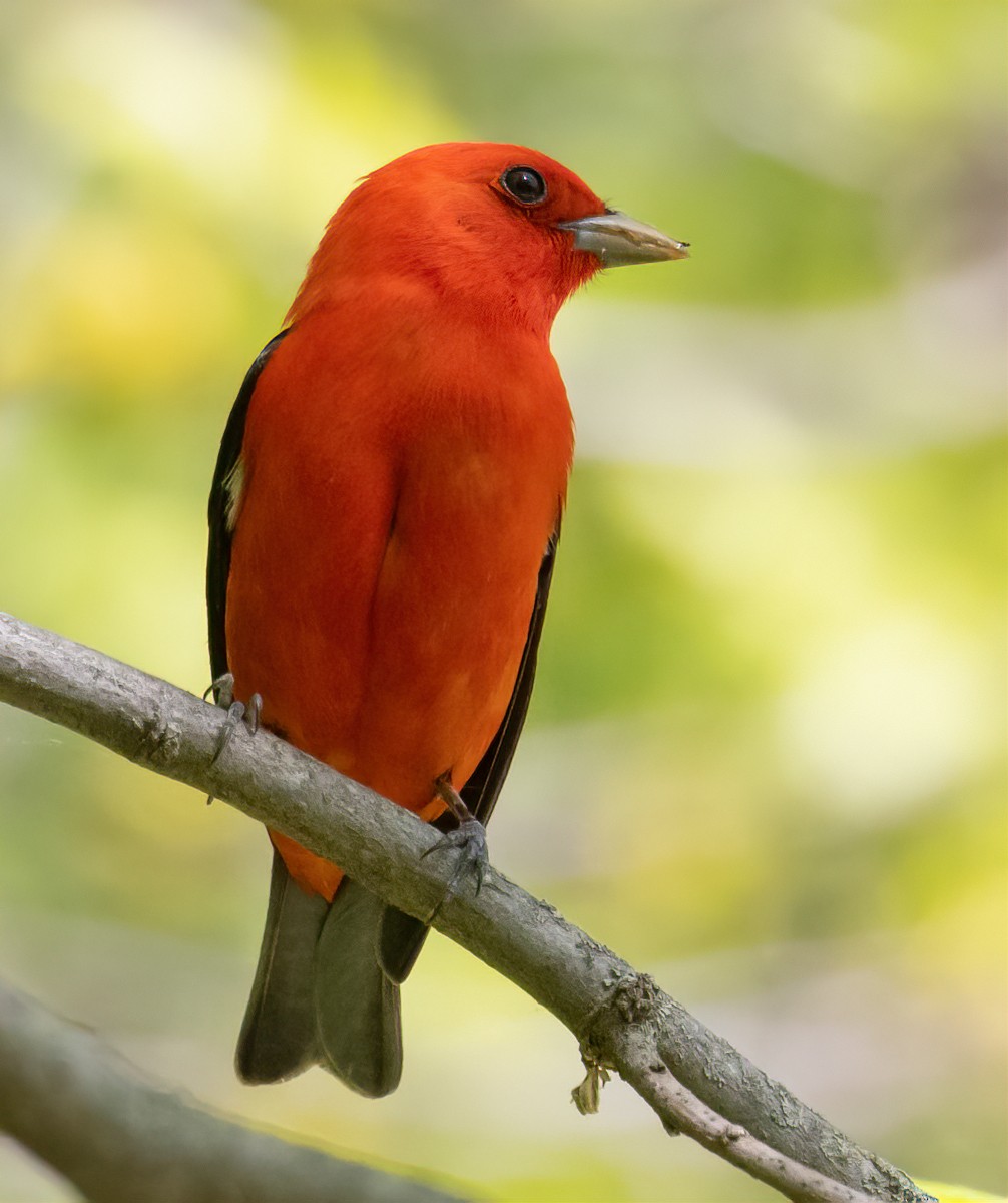 Scarlet Tanager - ML619467845