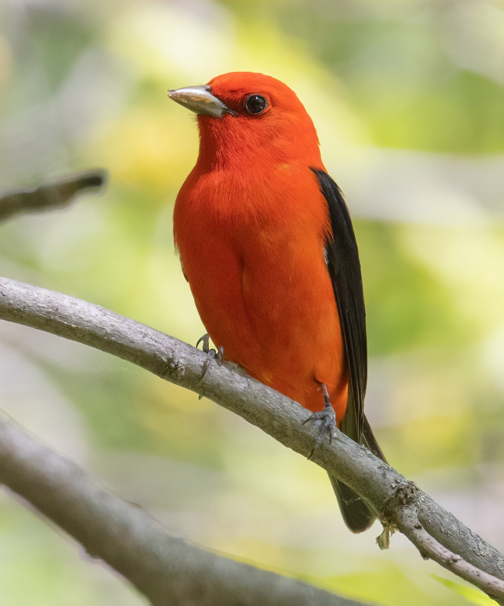 Scarlet Tanager - ML619467846