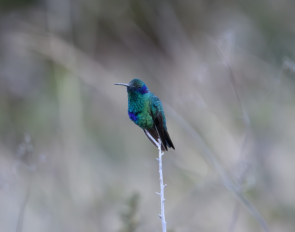 kolibřík modrolící - ML619467928