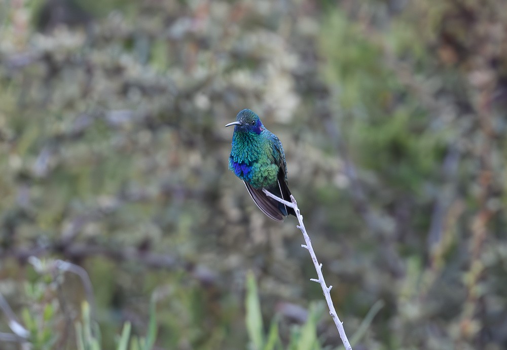 kolibřík modrolící - ML619467936