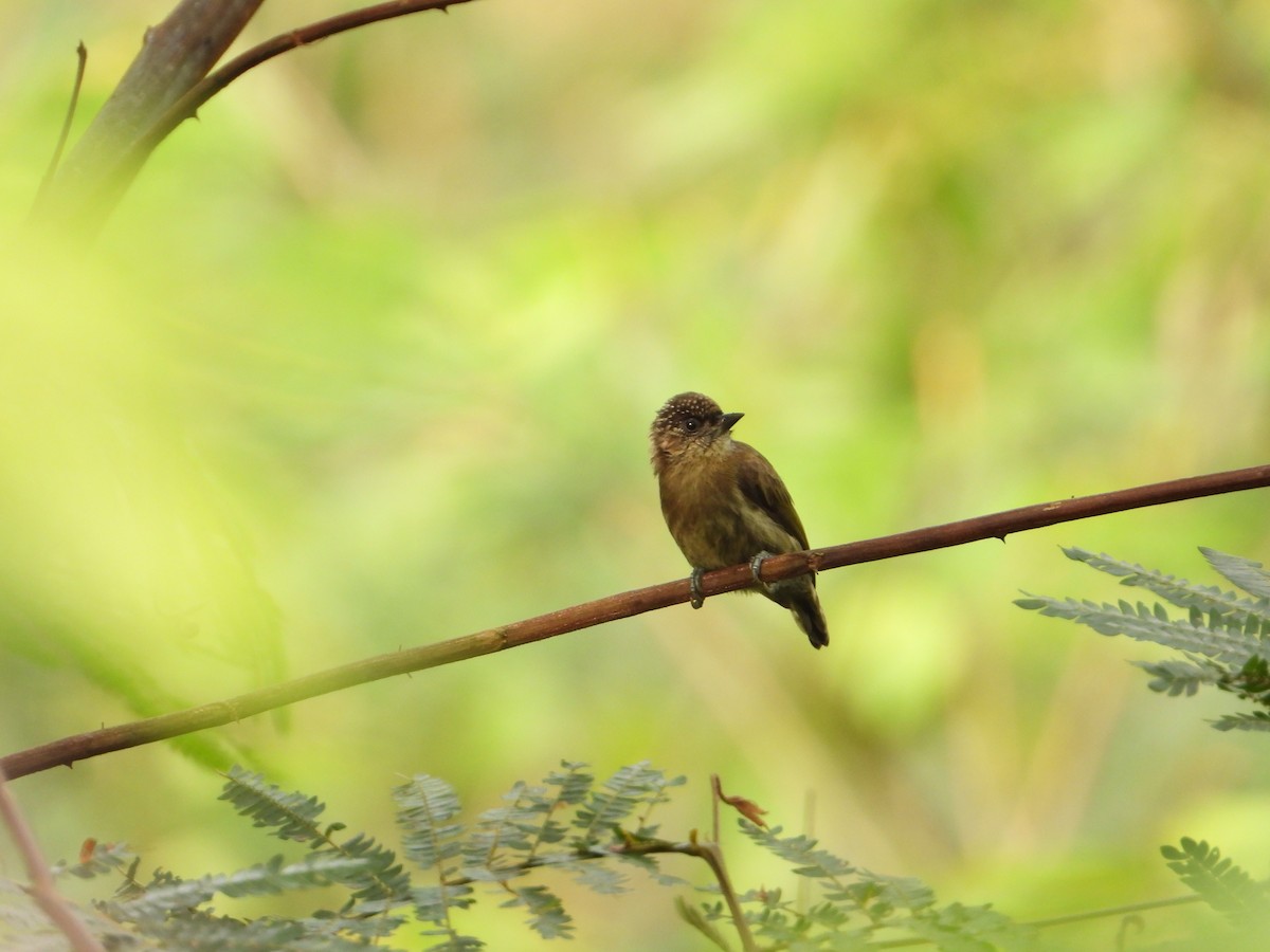 Olivaceous Piculet - ML619467942