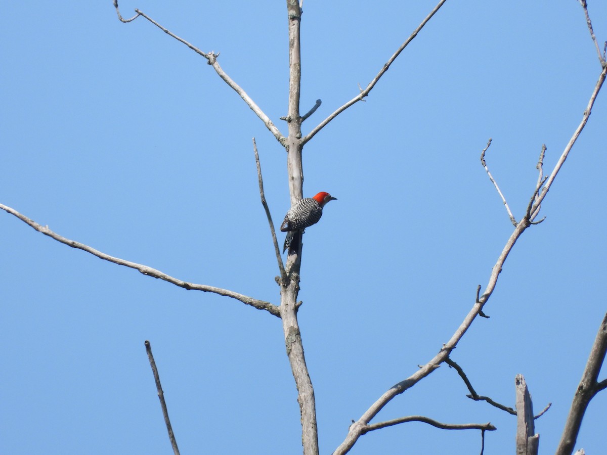 Red-bellied Woodpecker - ML619467950