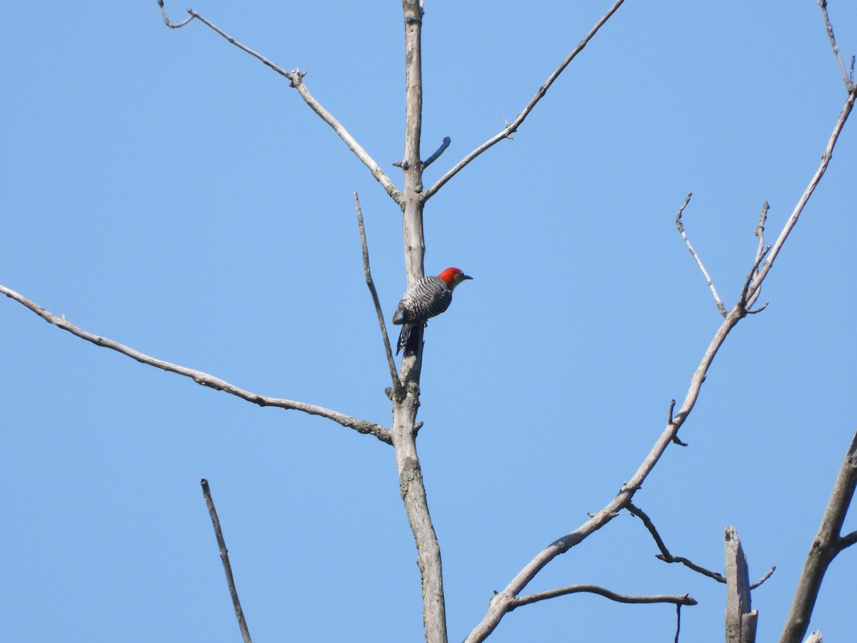Red-bellied Woodpecker - ML619467951
