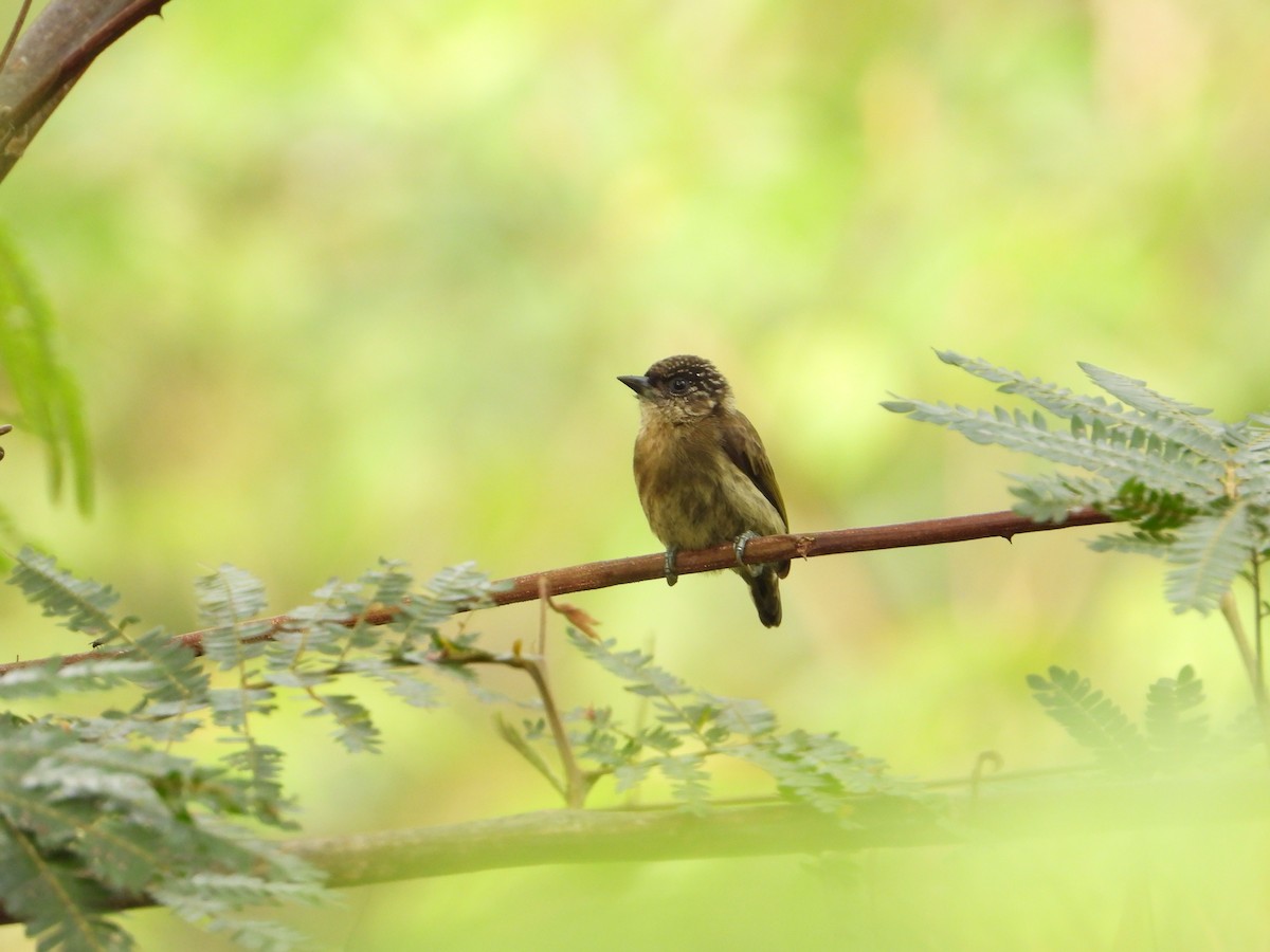 Olivaceous Piculet - ML619467961