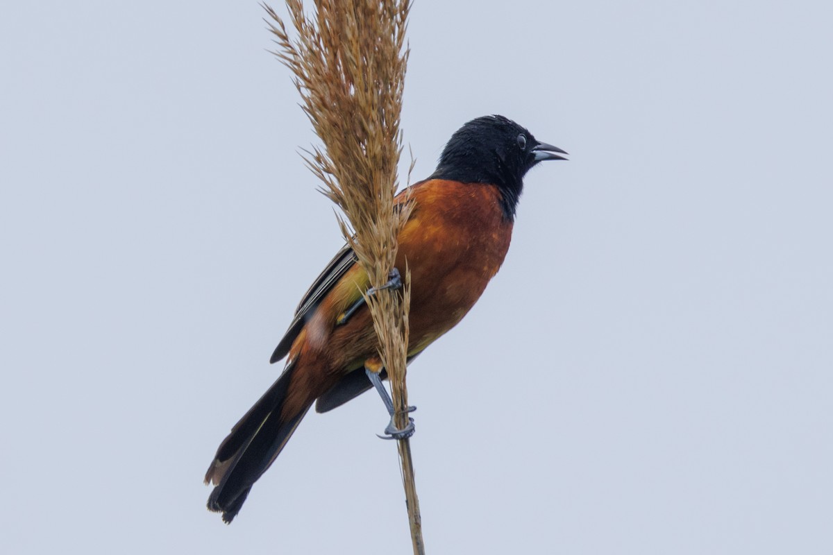 Orchard Oriole - ML619467976