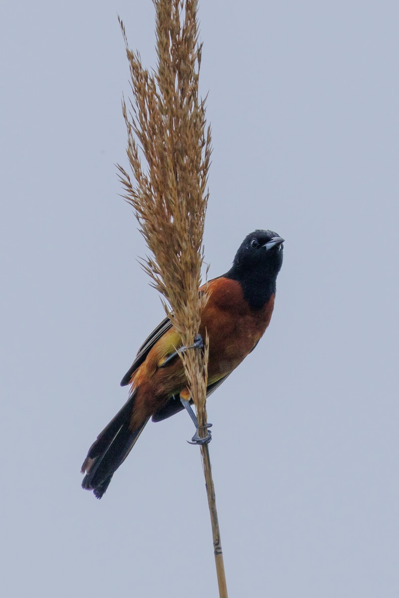 Orchard Oriole - ML619467977