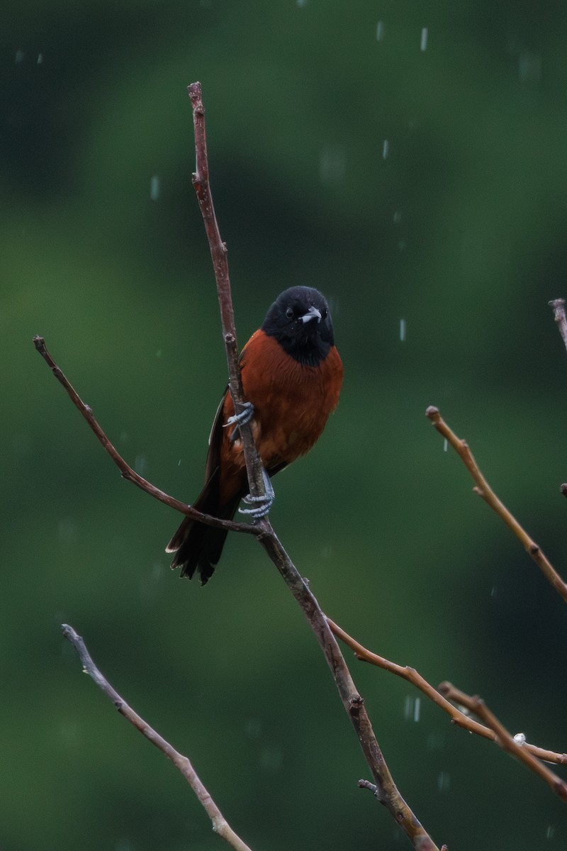 Orchard Oriole - ML619467978