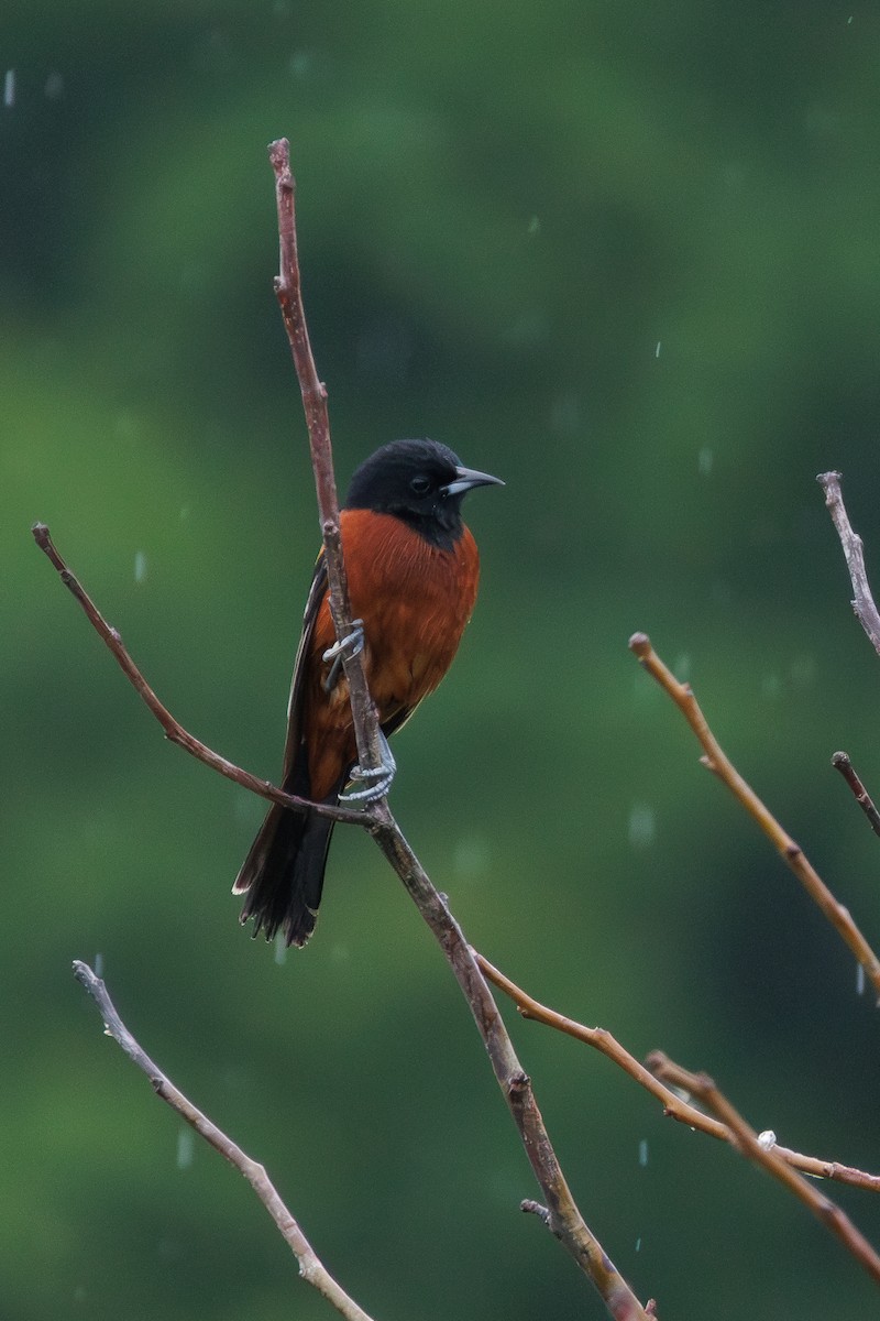 Orchard Oriole - ML619467980