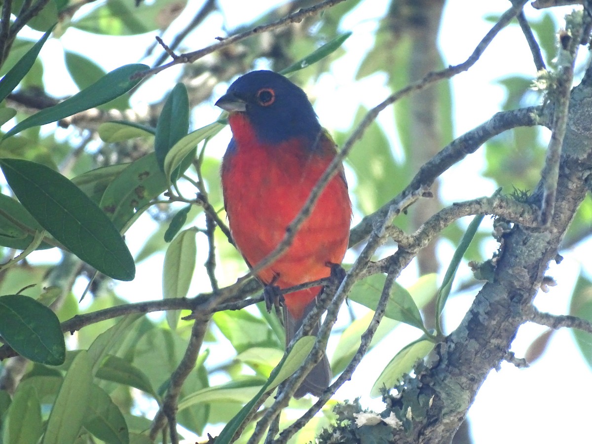 Painted Bunting - ML619468037