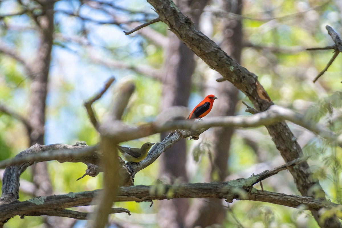 Scarlet Tanager - ML619468038