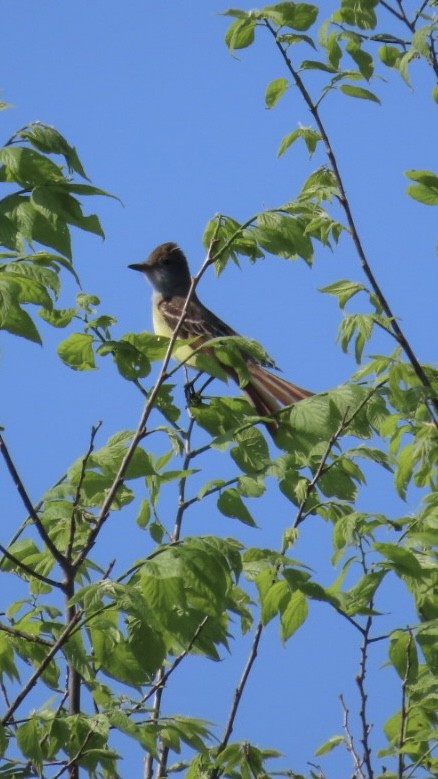 Great Crested Flycatcher - ML619468084