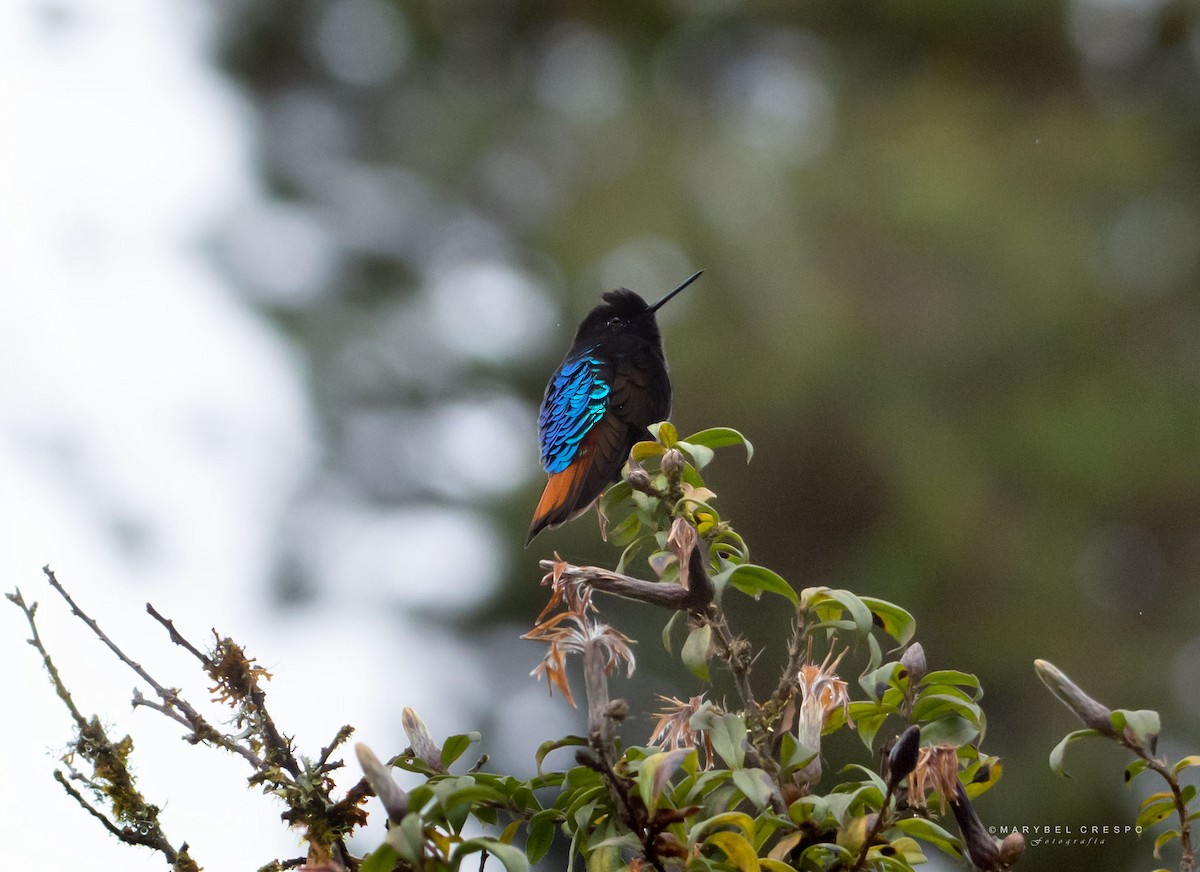kolibřík černokápý - ML619468092