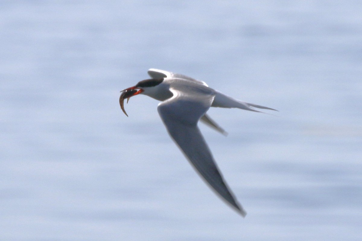 Common Tern - ML619468129