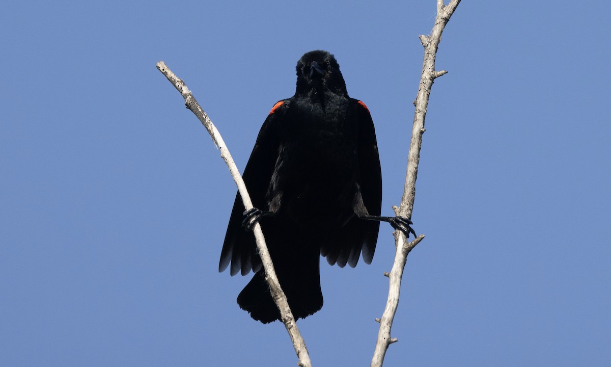 Red-winged Blackbird - ML619468138