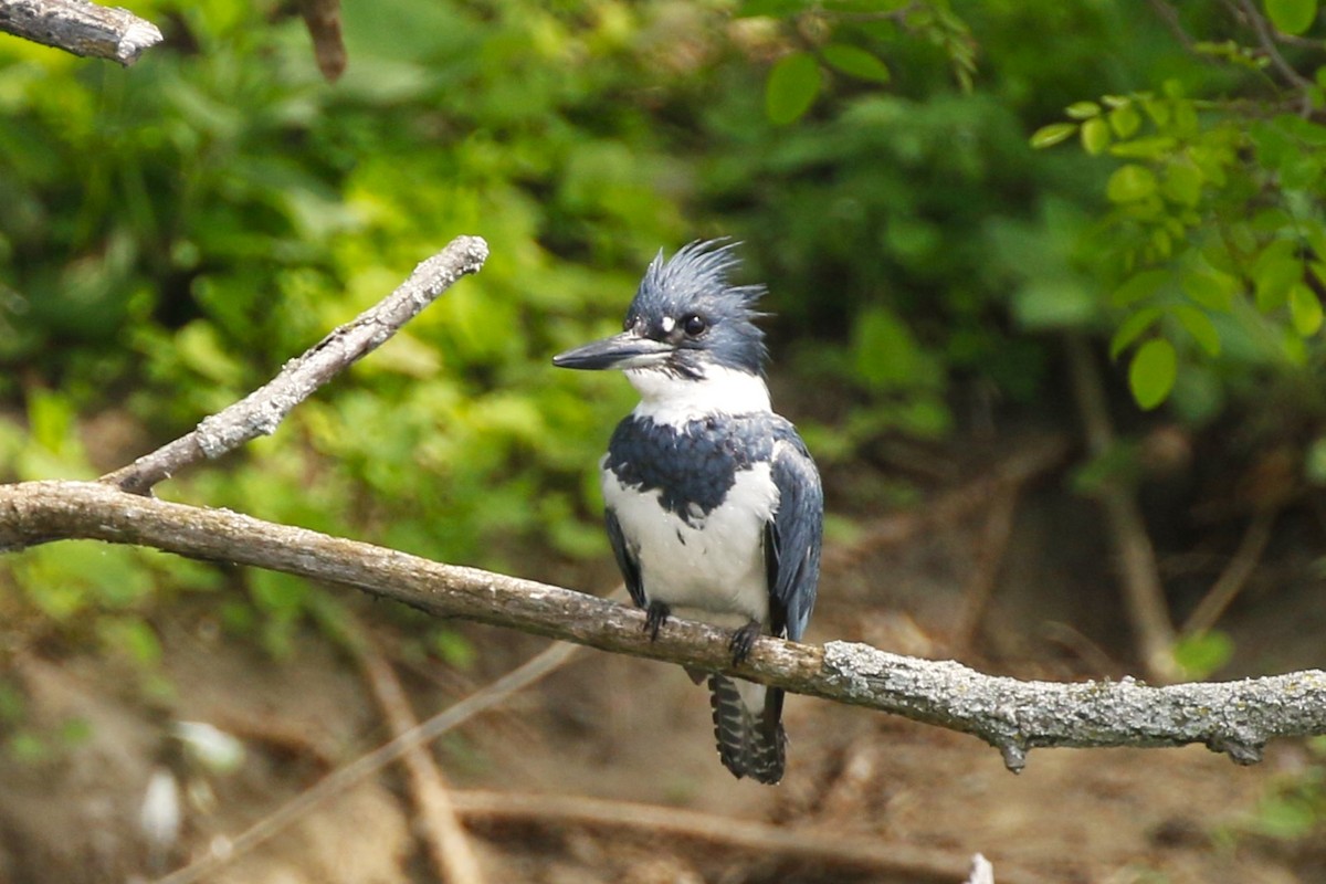 Belted Kingfisher - ML619468170