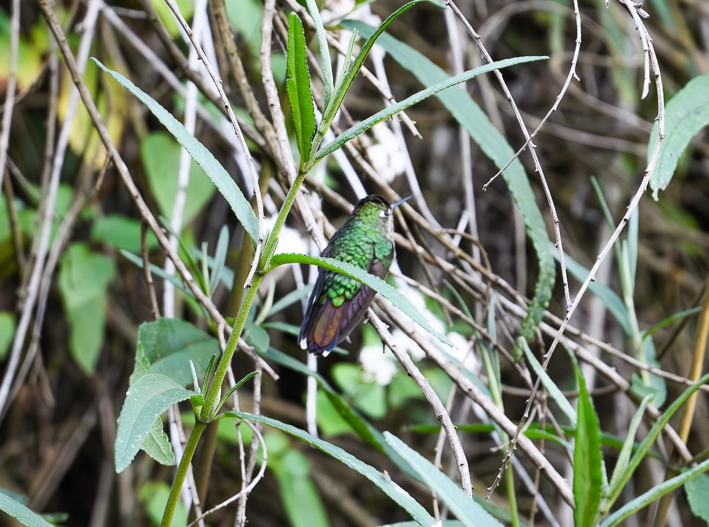 kolibřík dřišťálový - ML619468178