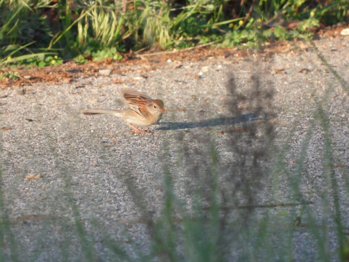 Field Sparrow - ML619468206