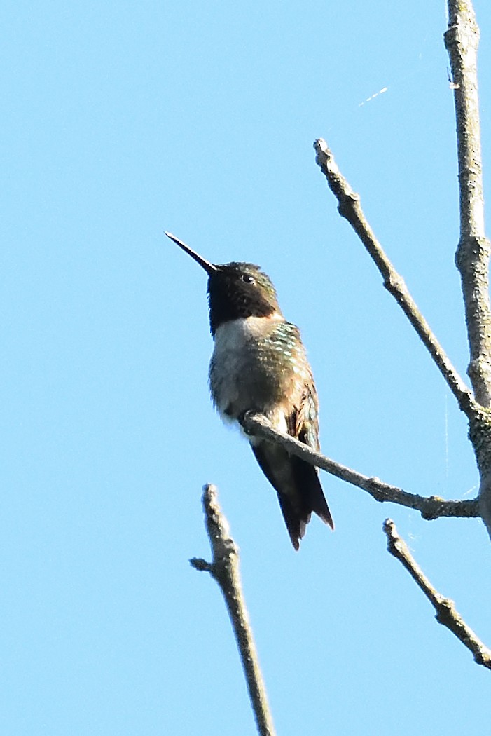 Ruby-throated Hummingbird - ML619468232