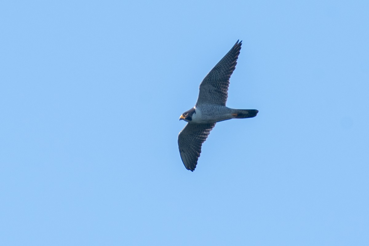 Peregrine Falcon (North American) - ML619468250