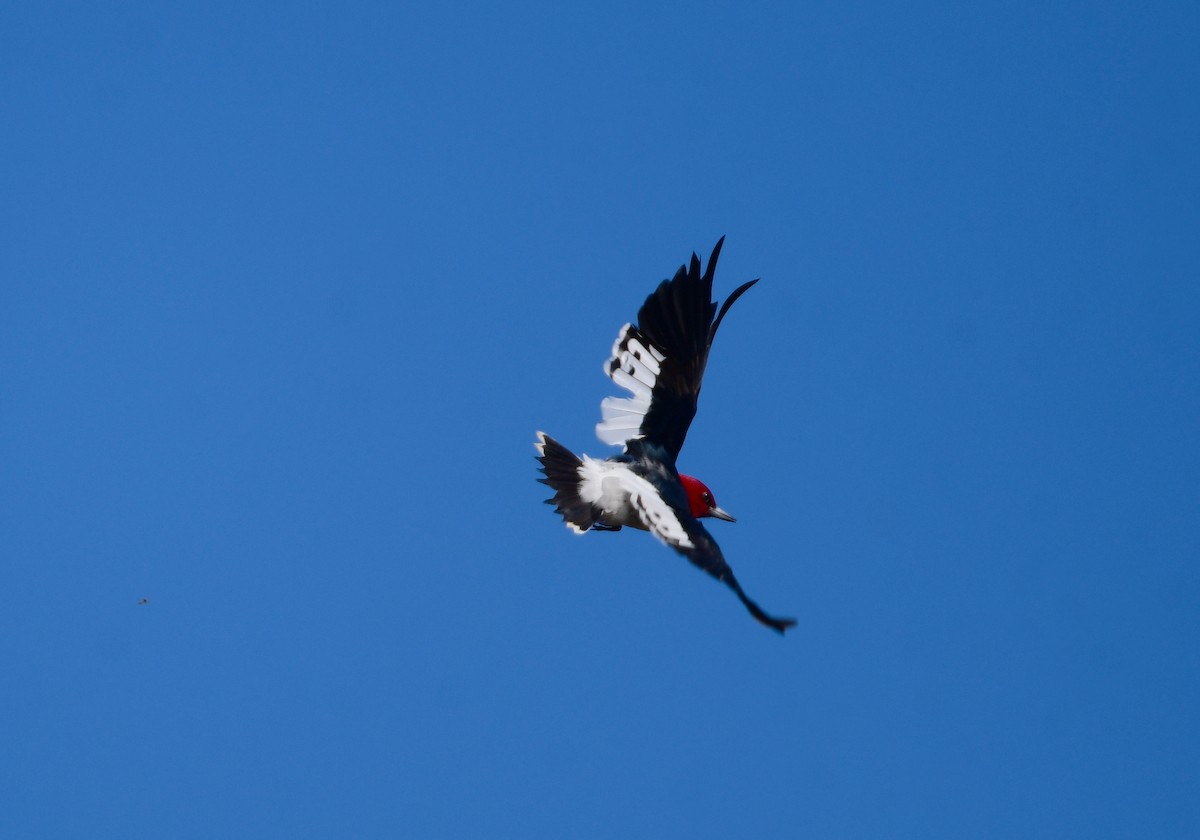 Red-headed Woodpecker - ML619468269
