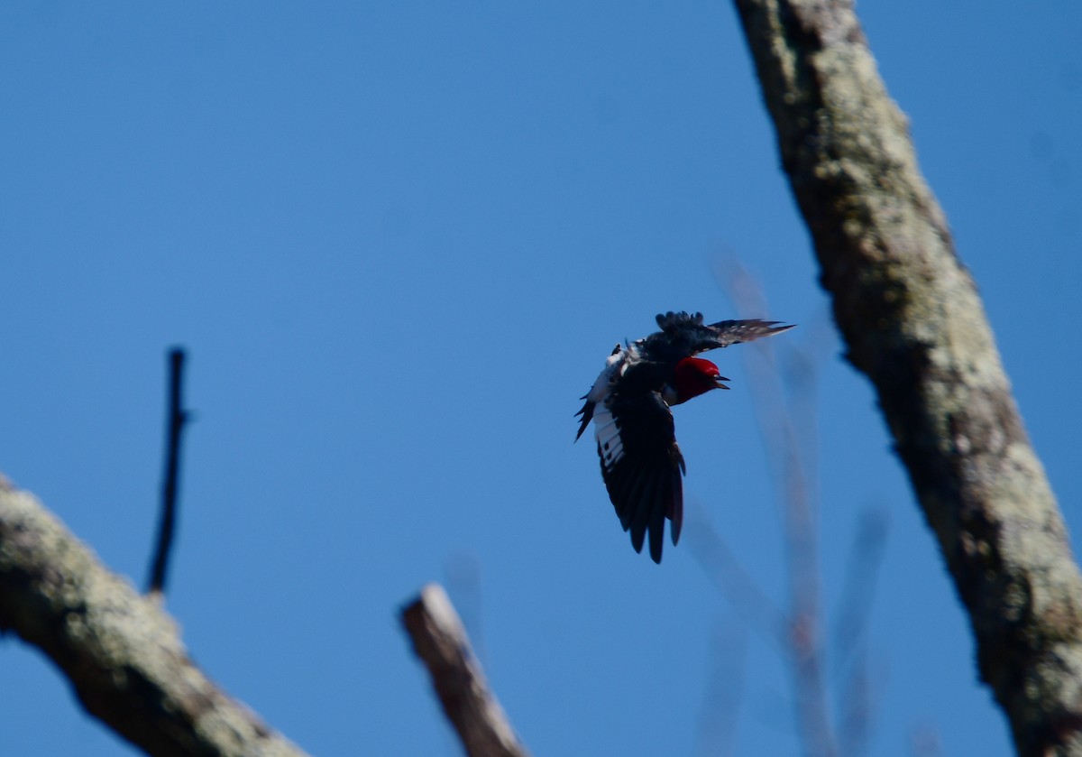 Red-headed Woodpecker - ML619468271