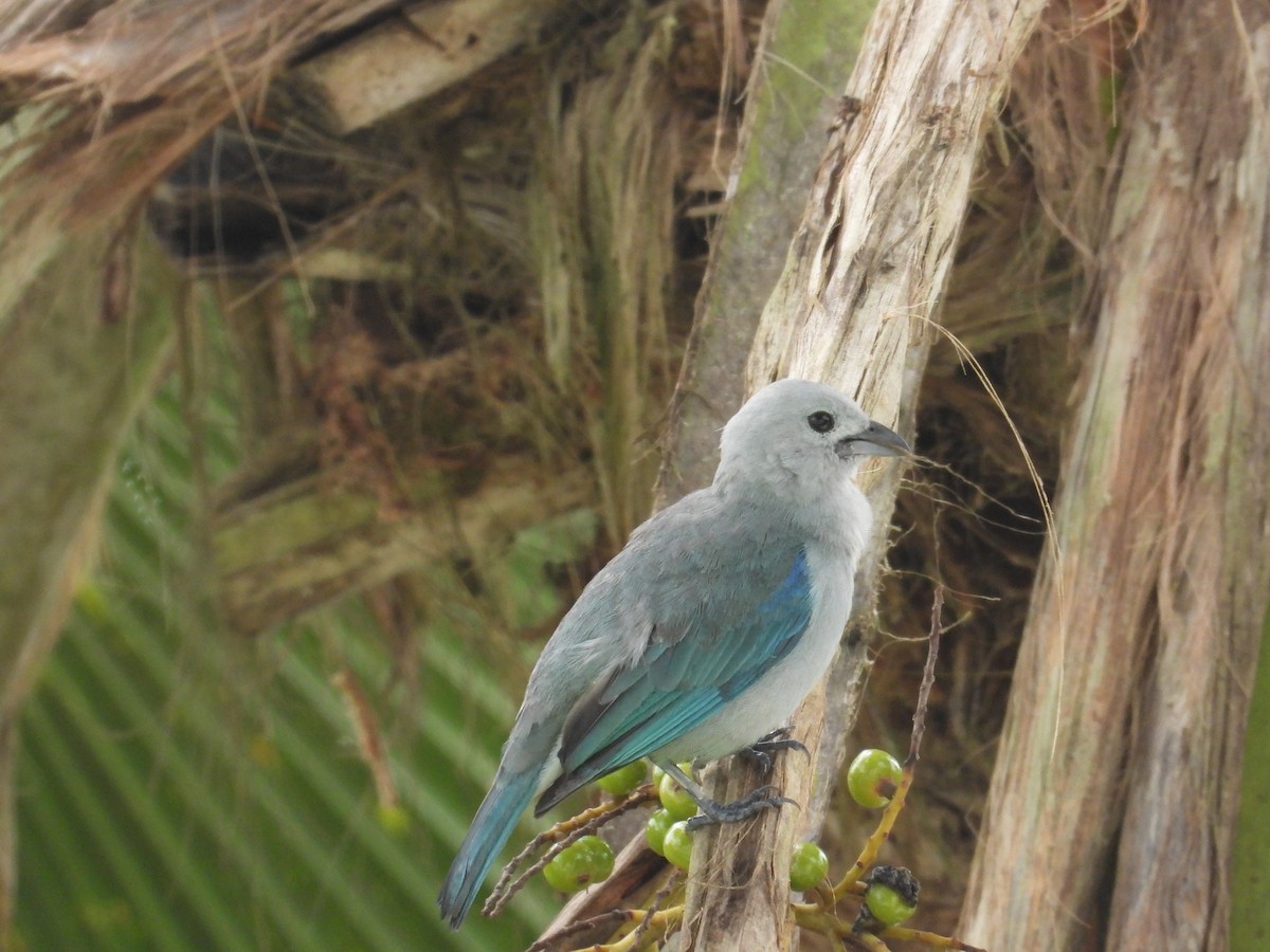 Blue-gray Tanager - ML619468273