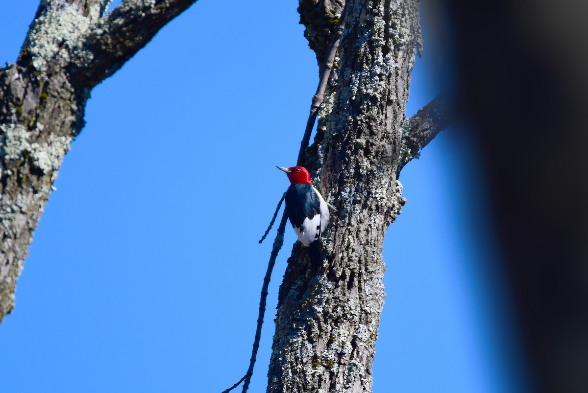 Red-headed Woodpecker - ML619468275
