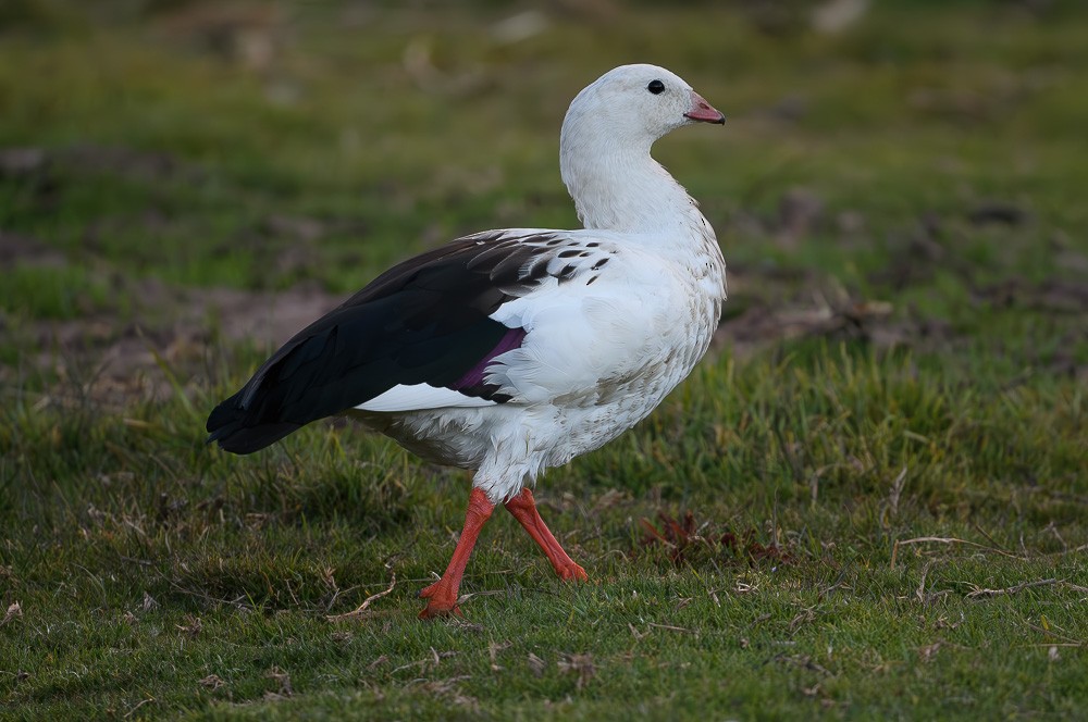 Andean Goose - ML619468283