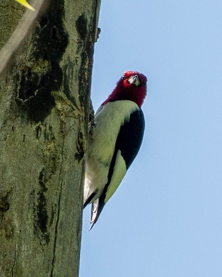 Red-headed Woodpecker - ML619468381