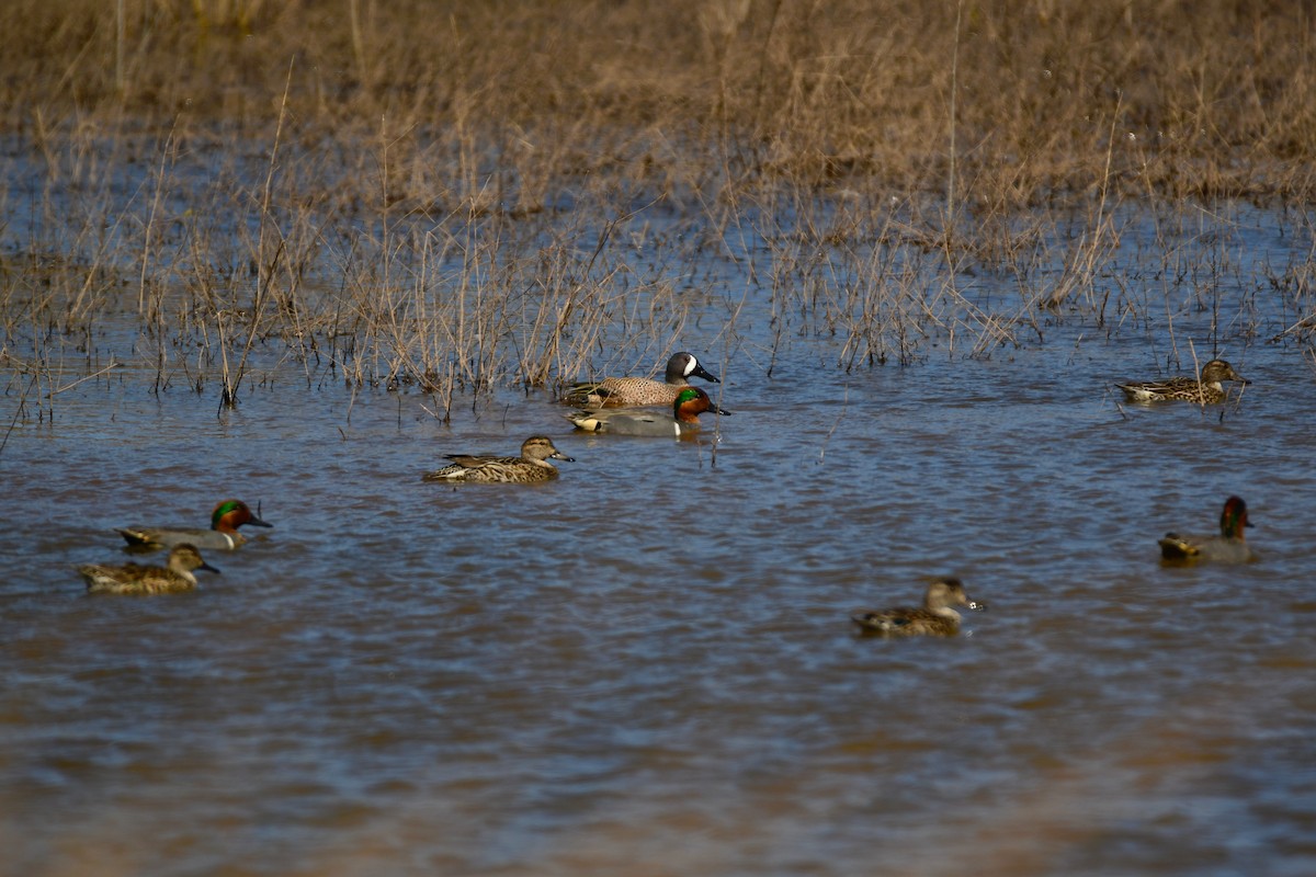 Blue-winged Teal - ML619468393