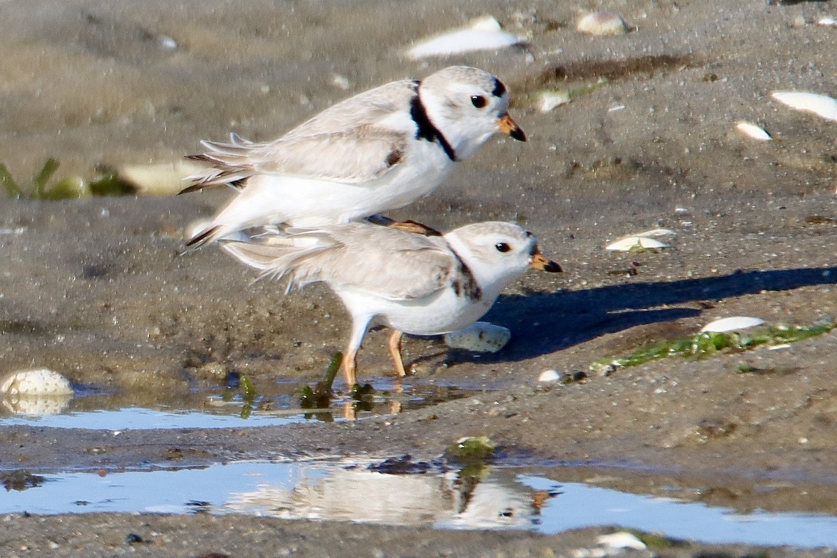 Piping Plover - ML619468409