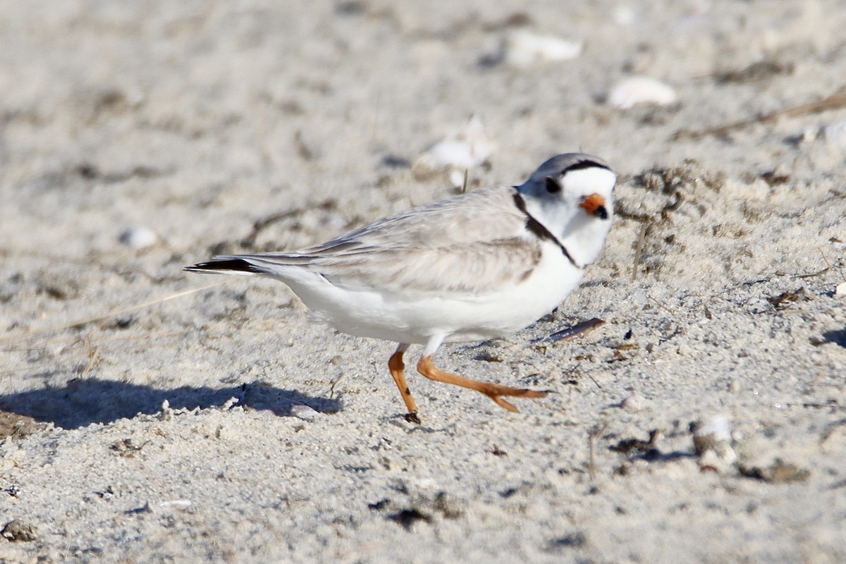 Piping Plover - ML619468410