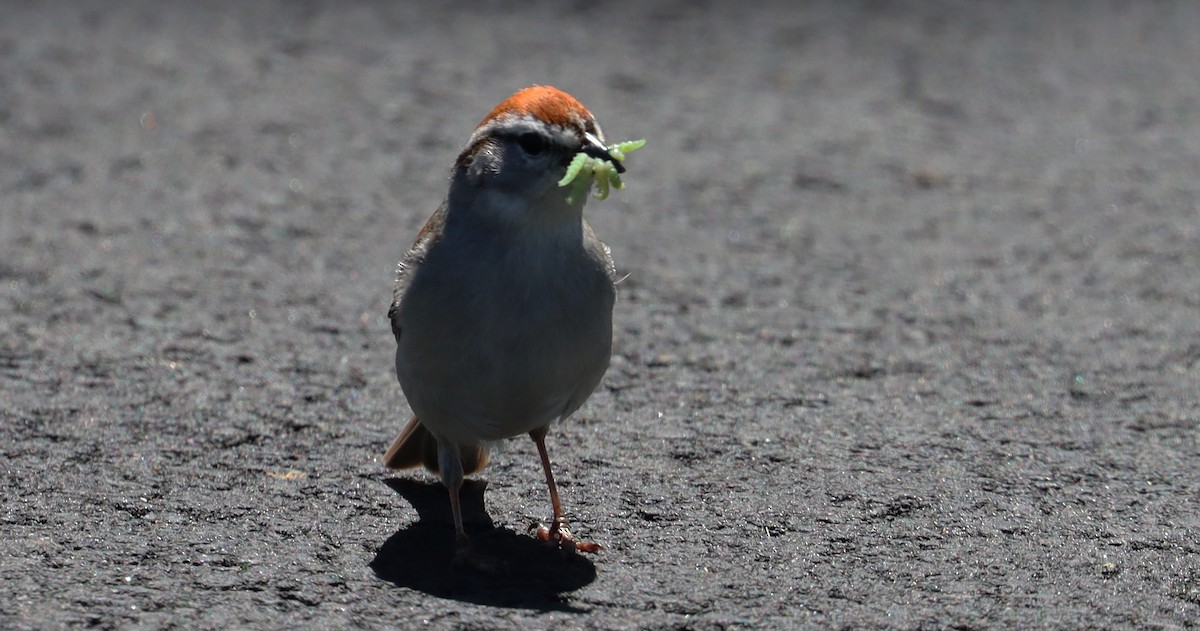 Chipping Sparrow - ML619468413