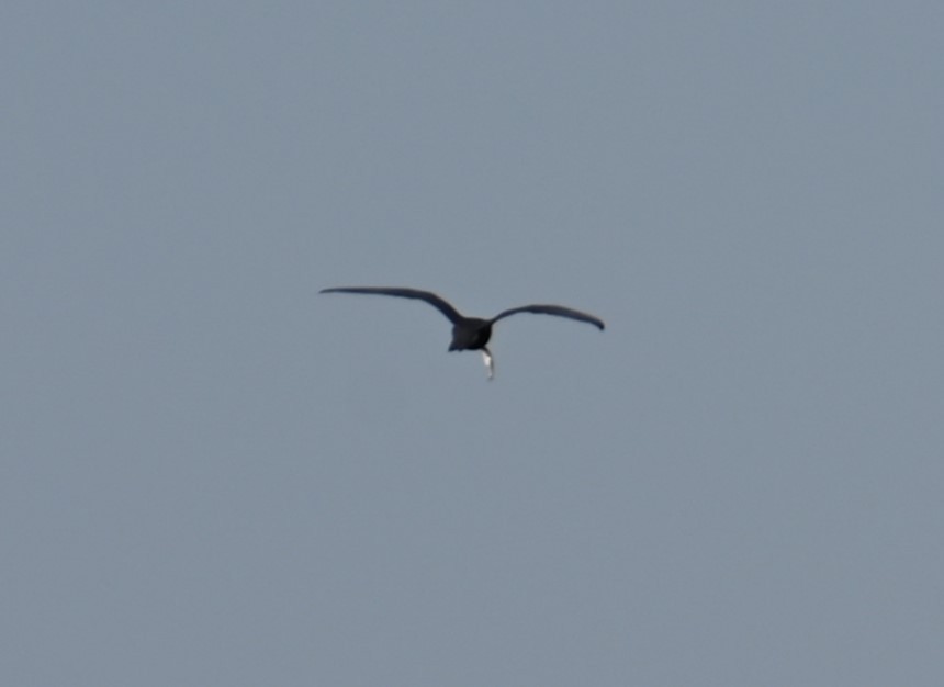 Black Tern - ML619468415