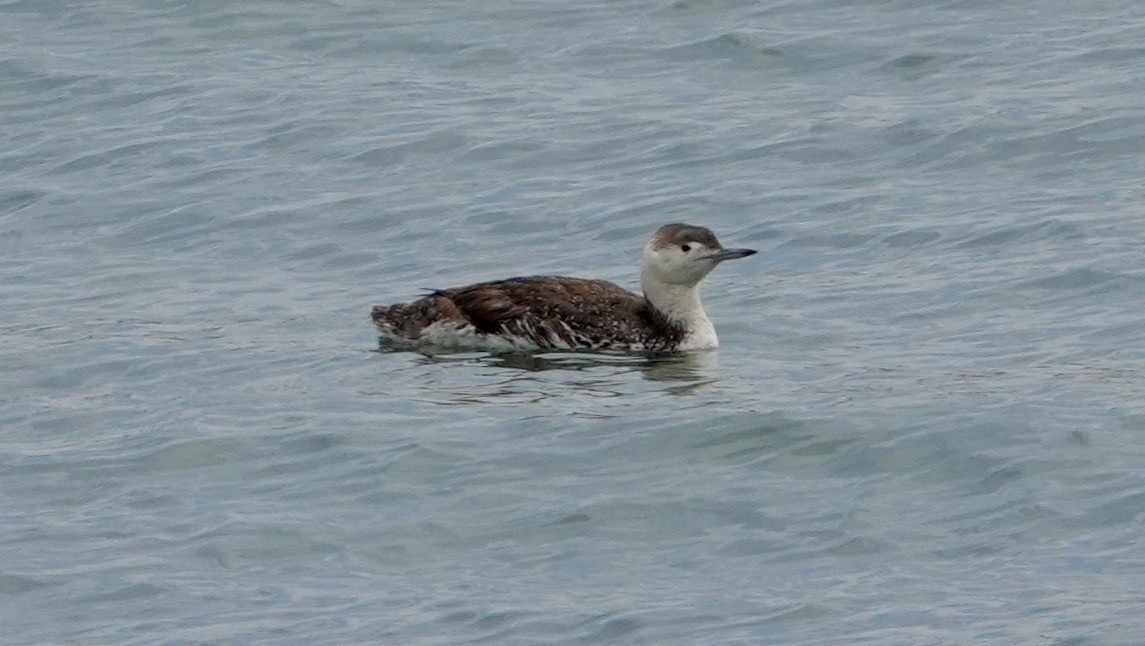 Red-throated Loon - ML619468417