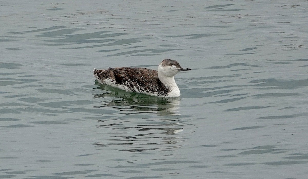 Red-throated Loon - ML619468418