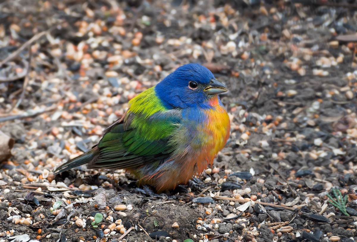 Painted Bunting - ML619468420
