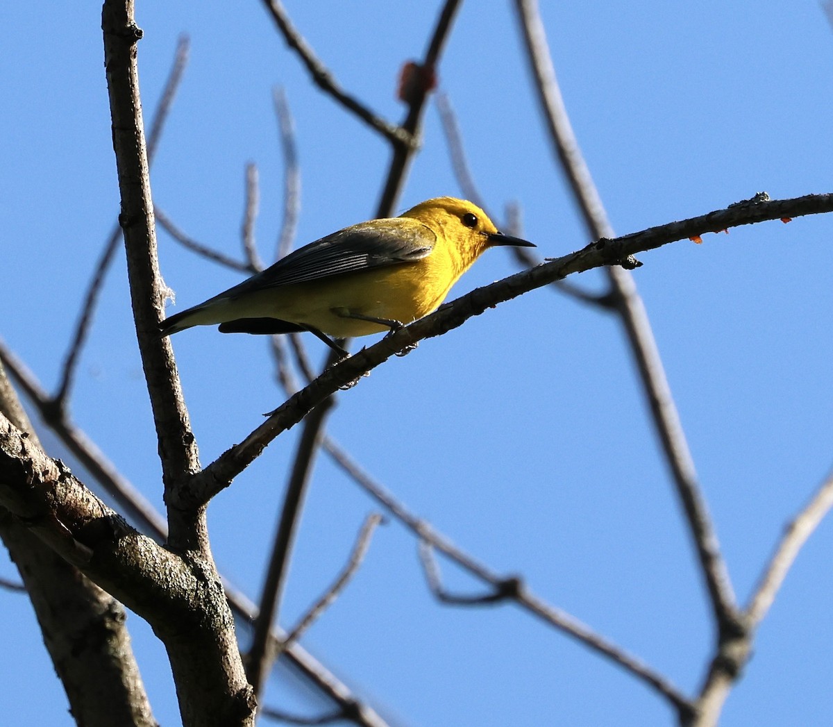Prothonotary Warbler - ML619468423