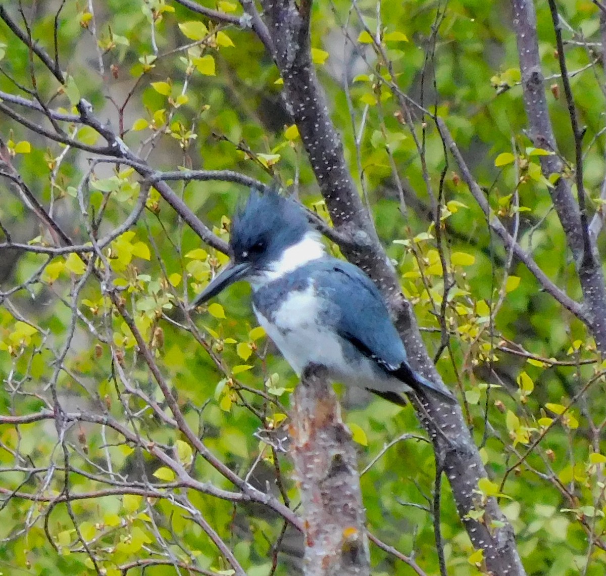 Belted Kingfisher - ML619468424