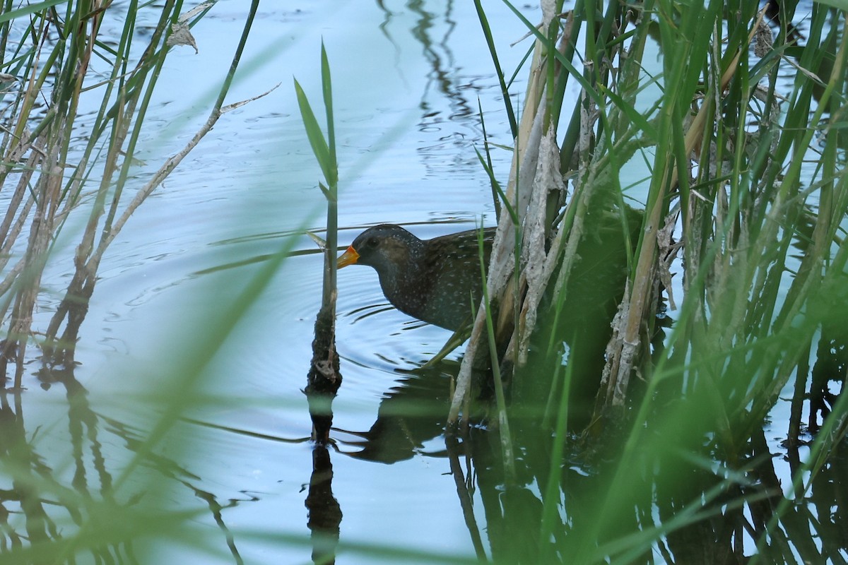 Spotted Crake - ML619468468