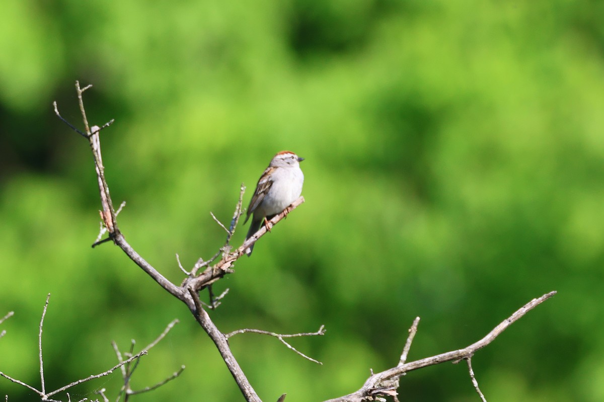 Chipping Sparrow - ML619468524