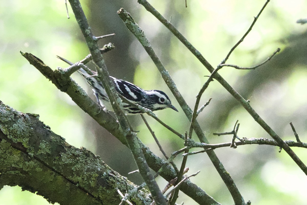 Black-and-white Warbler - ML619468538