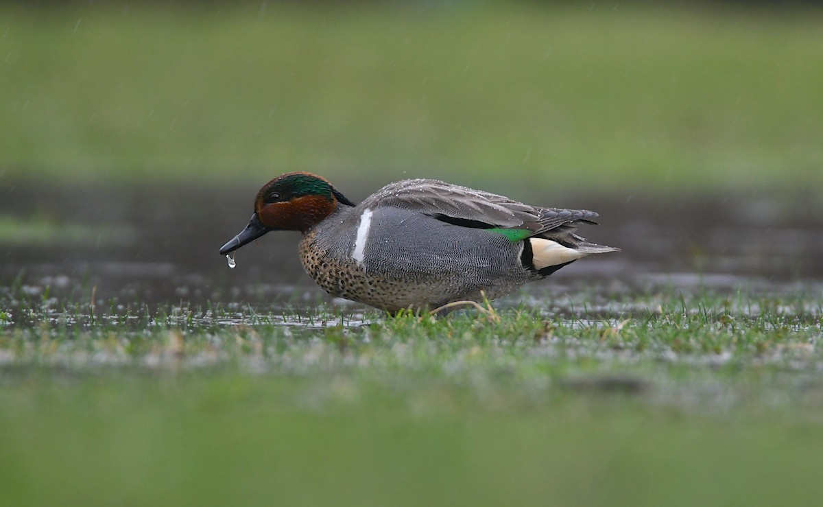 Green-winged Teal - ML619468549