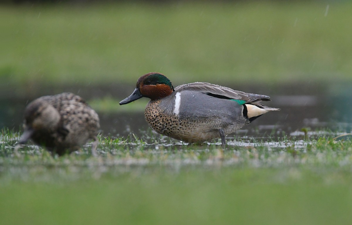 Green-winged Teal - ML619468550