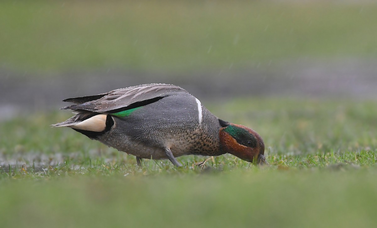 Green-winged Teal - ML619468552