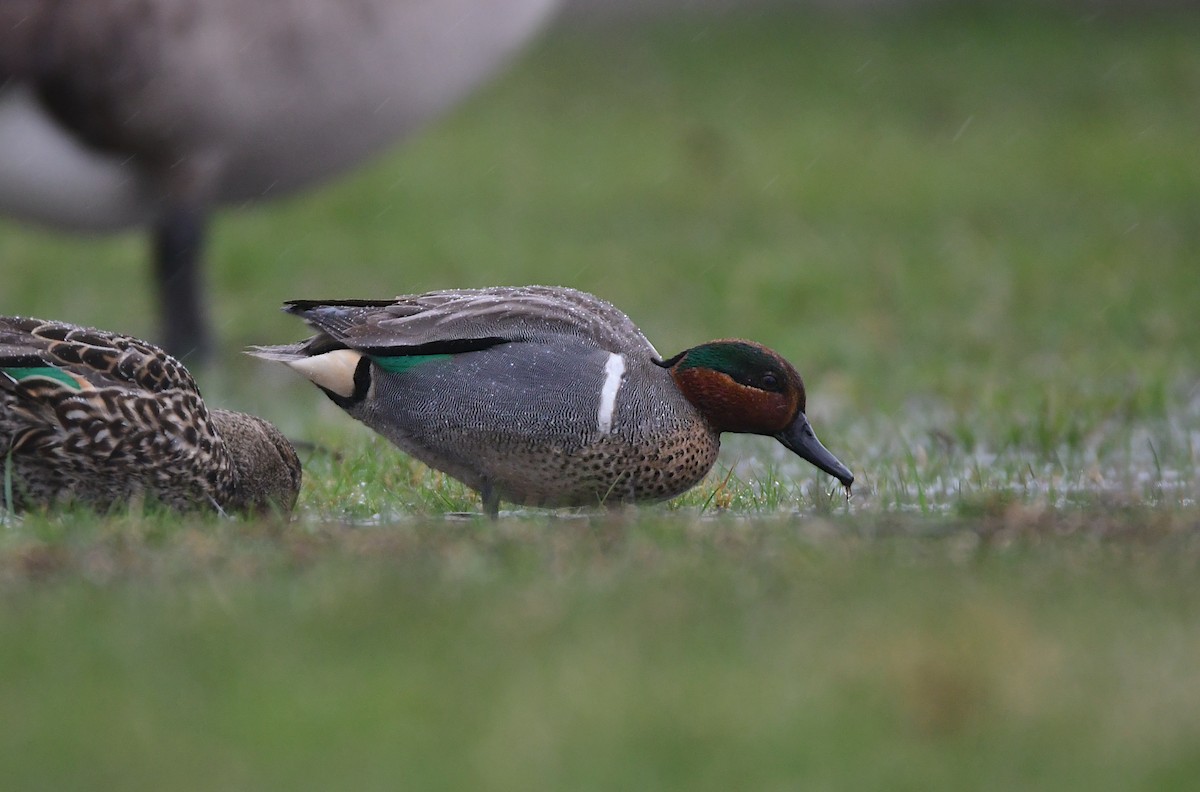 Green-winged Teal - ML619468556