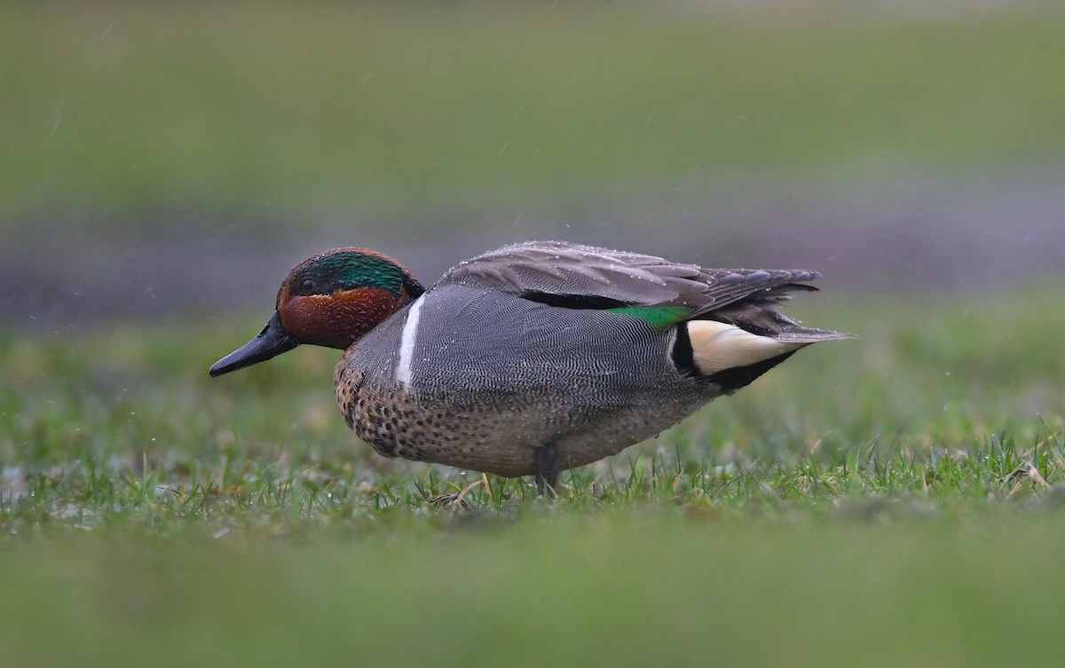 Green-winged Teal - ML619468558