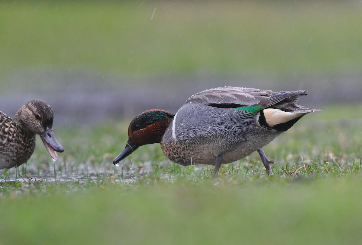 Green-winged Teal - ML619468560